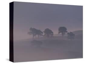 Scots Pine Trees in Mist, Abernethy Forest, Inverness-Shire, Scotland, UK-Niall Benvie-Stretched Canvas