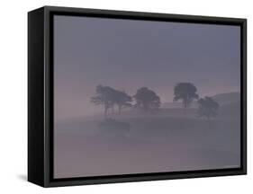 Scots Pine Trees in Mist, Abernethy Forest, Inverness-Shire, Scotland, UK-Niall Benvie-Framed Stretched Canvas