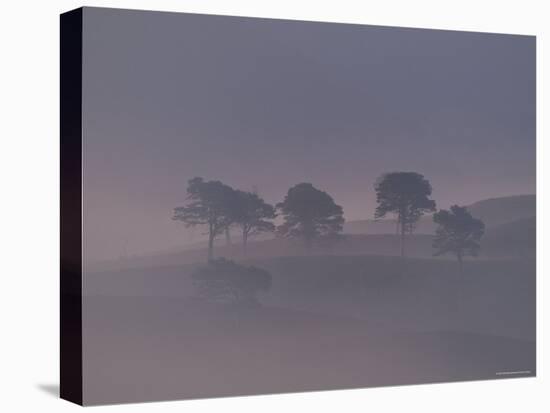 Scots Pine Trees in Mist, Abernethy Forest, Inverness-Shire, Scotland, UK-Niall Benvie-Stretched Canvas