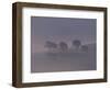 Scots Pine Trees in Mist, Abernethy Forest, Inverness-Shire, Scotland, UK-Niall Benvie-Framed Premium Photographic Print