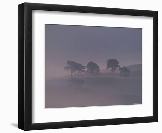 Scots Pine Trees in Mist, Abernethy Forest, Inverness-Shire, Scotland, UK-Niall Benvie-Framed Premium Photographic Print