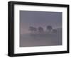 Scots Pine Trees in Mist, Abernethy Forest, Inverness-Shire, Scotland, UK-Niall Benvie-Framed Premium Photographic Print