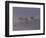 Scots Pine Trees in Mist, Abernethy Forest, Inverness-Shire, Scotland, UK-Niall Benvie-Framed Premium Photographic Print