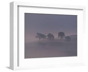 Scots Pine Trees in Mist, Abernethy Forest, Inverness-Shire, Scotland, UK-Niall Benvie-Framed Premium Photographic Print