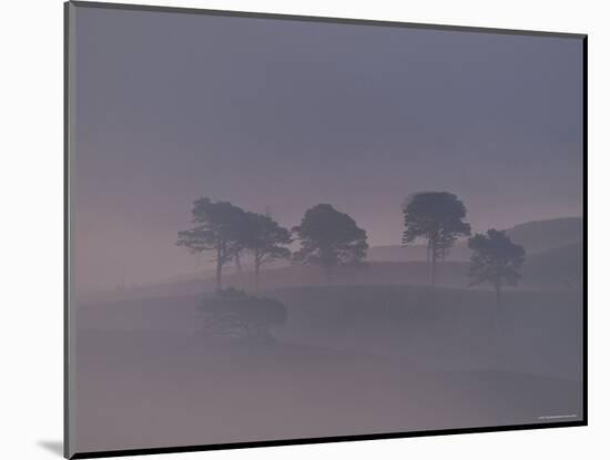 Scots Pine Trees in Mist, Abernethy Forest, Inverness-Shire, Scotland, UK-Niall Benvie-Mounted Premium Photographic Print