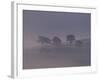 Scots Pine Trees in Mist, Abernethy Forest, Inverness-Shire, Scotland, UK-Niall Benvie-Framed Photographic Print