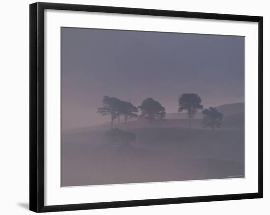 Scots Pine Trees in Mist, Abernethy Forest, Inverness-Shire, Scotland, UK-Niall Benvie-Framed Photographic Print