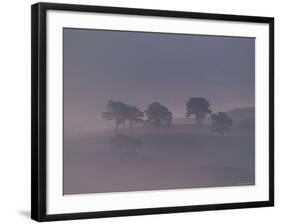 Scots Pine Trees in Mist, Abernethy Forest, Inverness-Shire, Scotland, UK-Niall Benvie-Framed Photographic Print