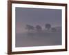 Scots Pine Trees in Mist, Abernethy Forest, Inverness-Shire, Scotland, UK-Niall Benvie-Framed Photographic Print