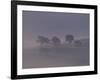 Scots Pine Trees in Mist, Abernethy Forest, Inverness-Shire, Scotland, UK-Niall Benvie-Framed Photographic Print