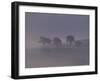 Scots Pine Trees in Mist, Abernethy Forest, Inverness-Shire, Scotland, UK-Niall Benvie-Framed Photographic Print