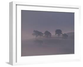 Scots Pine Trees in Mist, Abernethy Forest, Inverness-Shire, Scotland, UK-Niall Benvie-Framed Photographic Print