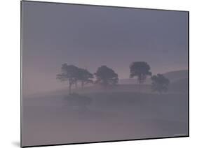 Scots Pine Trees in Mist, Abernethy Forest, Inverness-Shire, Scotland, UK-Niall Benvie-Mounted Photographic Print