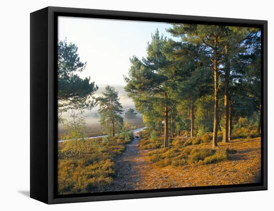 Scots Pine Trees Just after Sunrise in Autumn, Frensham Little Pond, Frensham Common, Surrey-Pearl Bucknall-Framed Stretched Canvas