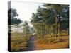 Scots Pine Trees Just after Sunrise in Autumn, Frensham Little Pond, Frensham Common, Surrey-Pearl Bucknall-Stretched Canvas