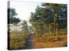 Scots Pine Trees Just after Sunrise in Autumn, Frensham Little Pond, Frensham Common, Surrey-Pearl Bucknall-Stretched Canvas