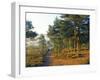 Scots Pine Trees Just after Sunrise in Autumn, Frensham Little Pond, Frensham Common, Surrey-Pearl Bucknall-Framed Photographic Print