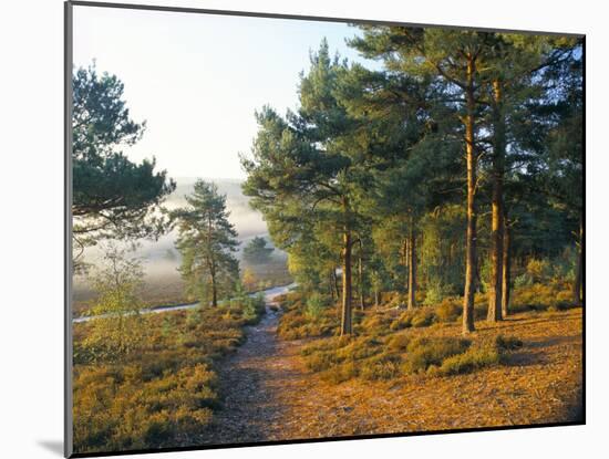 Scots Pine Trees Just after Sunrise in Autumn, Frensham Little Pond, Frensham Common, Surrey-Pearl Bucknall-Mounted Photographic Print