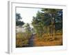 Scots Pine Trees Just after Sunrise in Autumn, Frensham Little Pond, Frensham Common, Surrey-Pearl Bucknall-Framed Photographic Print