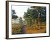 Scots Pine Trees Just after Sunrise in Autumn, Frensham Little Pond, Frensham Common, Surrey-Pearl Bucknall-Framed Photographic Print