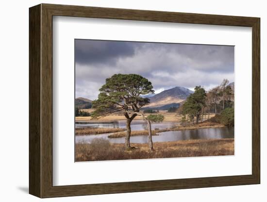 Scots Pine trees on the shores of Loch Tulla in winter in the Scottish Highlands, Scotland-Adam Burton-Framed Photographic Print