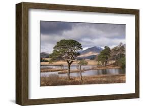 Scots Pine trees on the shores of Loch Tulla in winter in the Scottish Highlands, Scotland-Adam Burton-Framed Photographic Print