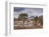 Scots Pine trees on the shores of Loch Tulla in winter in the Scottish Highlands, Scotland-Adam Burton-Framed Photographic Print