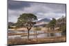 Scots Pine trees on the shores of Loch Tulla in winter in the Scottish Highlands, Scotland-Adam Burton-Mounted Photographic Print
