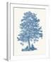 Scots Pine-Maria Mendez-Framed Giclee Print