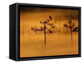 Scots Pines, in Morning Mist, Finland-Staffan Widstrand-Framed Stretched Canvas