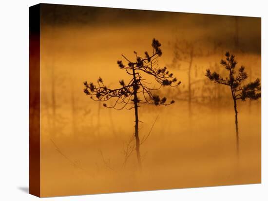 Scots Pines, in Morning Mist, Finland-Staffan Widstrand-Stretched Canvas