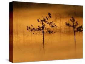 Scots Pines, in Morning Mist, Finland-Staffan Widstrand-Stretched Canvas