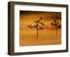 Scots Pines, in Morning Mist, Finland-Staffan Widstrand-Framed Premium Photographic Print