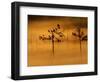 Scots Pines, in Morning Mist, Finland-Staffan Widstrand-Framed Premium Photographic Print