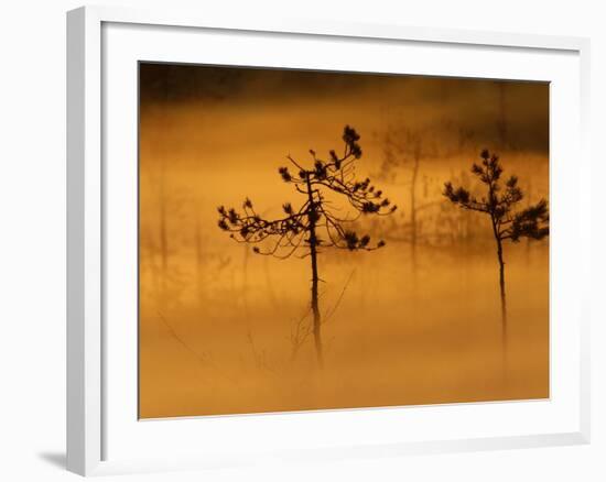 Scots Pines, in Morning Mist, Finland-Staffan Widstrand-Framed Photographic Print