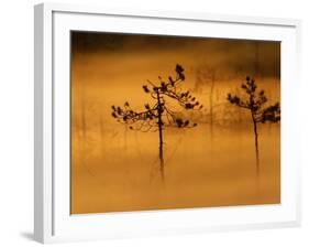 Scots Pines, in Morning Mist, Finland-Staffan Widstrand-Framed Photographic Print