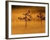 Scots Pines, in Morning Mist, Finland-Staffan Widstrand-Framed Photographic Print