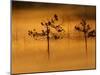 Scots Pines, in Morning Mist, Finland-Staffan Widstrand-Mounted Photographic Print