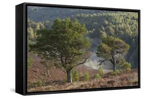 Scots Pines (Pinus Sylvestris) on Moorland. Abernethy Nnr, Cairngorms Np, Scotland, UK-Mark Hamblin-Framed Stretched Canvas