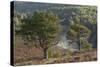 Scots Pines (Pinus Sylvestris) on Moorland. Abernethy Nnr, Cairngorms Np, Scotland, UK-Mark Hamblin-Stretched Canvas