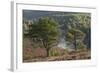 Scots Pines (Pinus Sylvestris) on Moorland. Abernethy Nnr, Cairngorms Np, Scotland, UK-Mark Hamblin-Framed Photographic Print