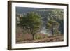 Scots Pines (Pinus Sylvestris) on Moorland. Abernethy Nnr, Cairngorms Np, Scotland, UK-Mark Hamblin-Framed Photographic Print