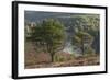 Scots Pines (Pinus Sylvestris) on Moorland. Abernethy Nnr, Cairngorms Np, Scotland, UK-Mark Hamblin-Framed Photographic Print