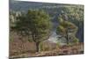 Scots Pines (Pinus Sylvestris) on Moorland. Abernethy Nnr, Cairngorms Np, Scotland, UK-Mark Hamblin-Mounted Photographic Print