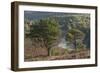 Scots Pines (Pinus Sylvestris) on Moorland. Abernethy Nnr, Cairngorms Np, Scotland, UK-Mark Hamblin-Framed Photographic Print