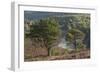 Scots Pines (Pinus Sylvestris) on Moorland. Abernethy Nnr, Cairngorms Np, Scotland, UK-Mark Hamblin-Framed Photographic Print