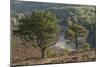 Scots Pines (Pinus Sylvestris) on Moorland. Abernethy Nnr, Cairngorms Np, Scotland, UK-Mark Hamblin-Mounted Photographic Print