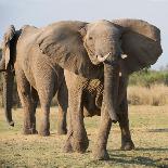 Young Elephant-Scott Bennion-Photo