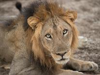 Eyes of a Lion-Scott Bennion-Photo