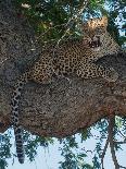 Leopard Territory-Scott Bennion-Photo